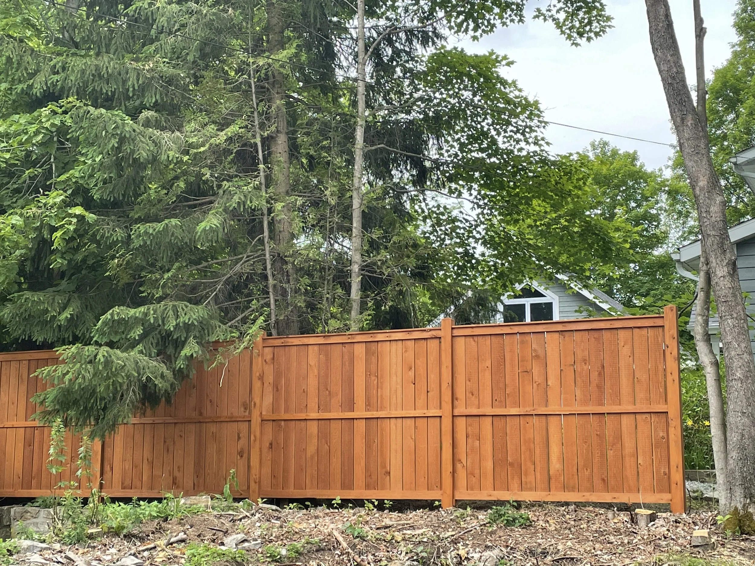 Eastern White Hemlock | Explore Durable Hemlock—Get Yours Today